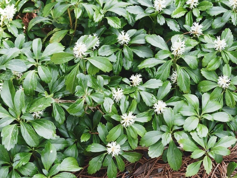 Green pachysandra ground cover with white flower clusters. Green pachysandra ground cover with white flower clusters.