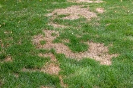 Patches of brown, dead grass surrounded by healthy green grass. Patches of brown, dead grass surrounded by healthy green grass.