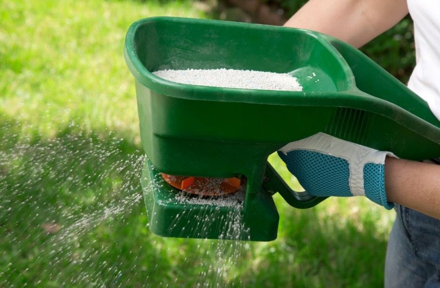 Person wearing a blue glove spreading white granular fertilizer on a green lawn with a green handheld spreader. Person wearing a blue glove spreading white granular fertilizer on a green lawn with a green handheld spreader.