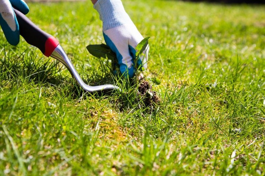 Person in gloves using a weeding tool to remove a weed from a green lawn. Person in gloves using a weeding tool to remove a weed from a green lawn.