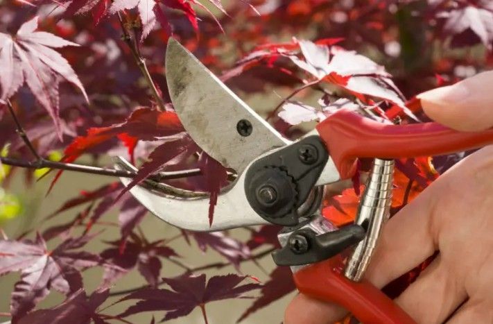 Hand pruning a red-leafed Japanese maple tree with red-handled pruning shears. Hand pruning a red-leafed Japanese maple tree with red-handled pruning shears.