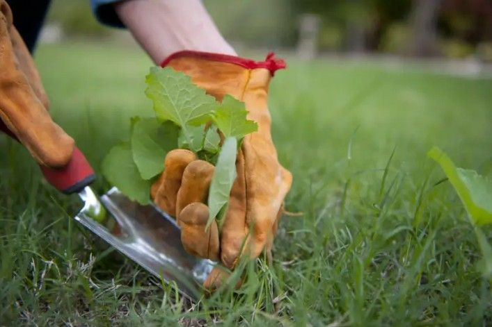 Person in gloves weeding grass with a trowel outdoors. Person in gloves weeding grass with a trowel outdoors.