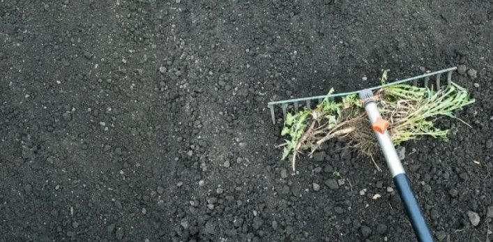 Rake pulling weeds from dark soil. Rake pulling weeds from dark soil.
