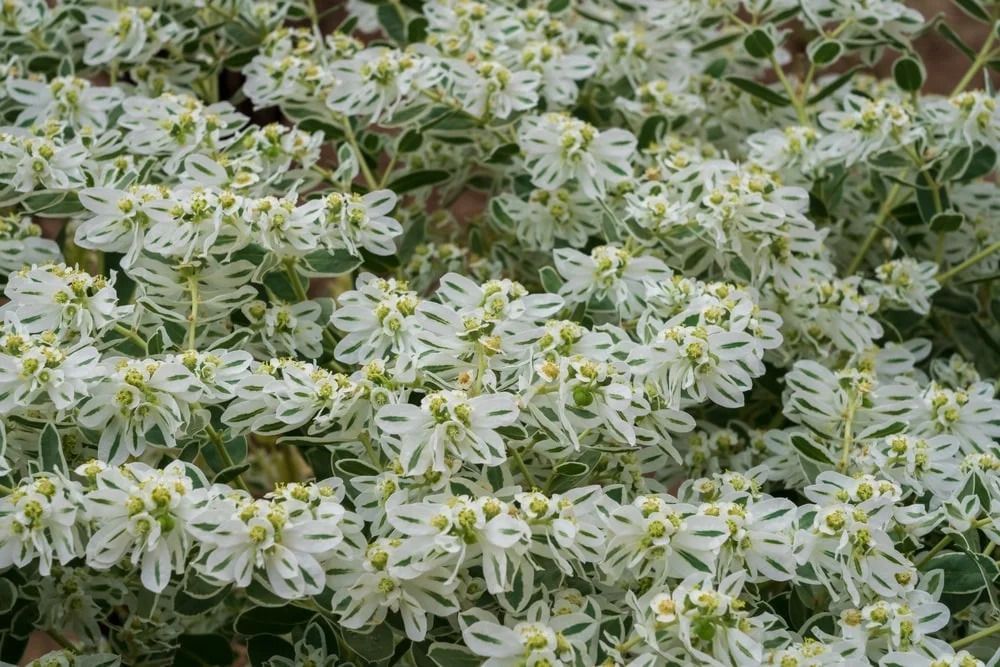 White and green variegated plant, likely a Euphorbia, with many small, clustered blooms. White and green variegated plant, likely a Euphorbia, with many small, clustered blooms.