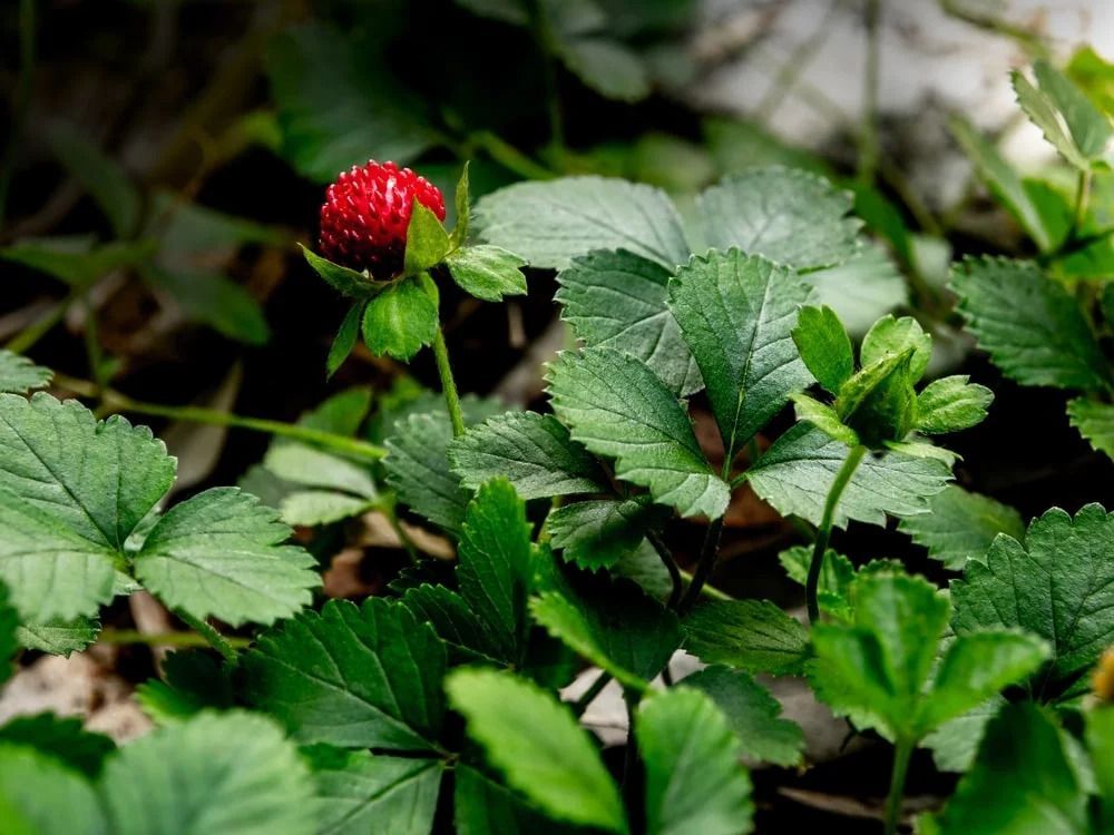 A red mock strawberry with green leaves in a garden setting. A red mock strawberry with green leaves in a garden setting.