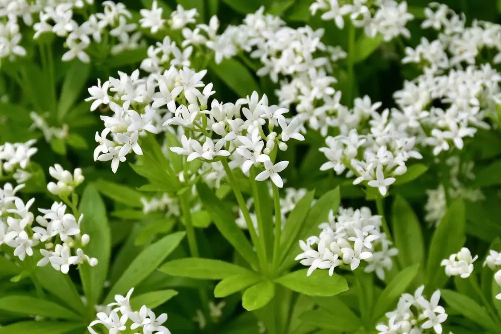 Clusters of small white flowers with bright green leaves. Clusters of small white flowers with bright green leaves.