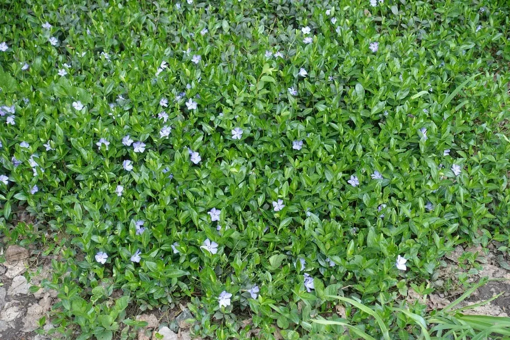 Green ground cover with small blue flowers. Green ground cover with small blue flowers.