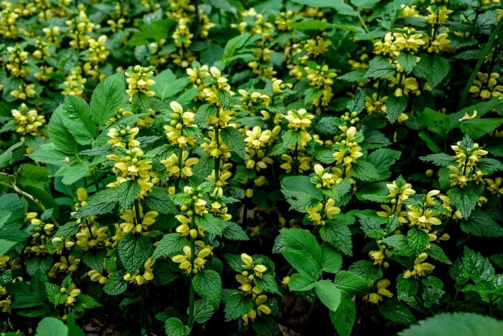 Yellow flowers bloom among green foliage. Yellow flowers bloom among green foliage.