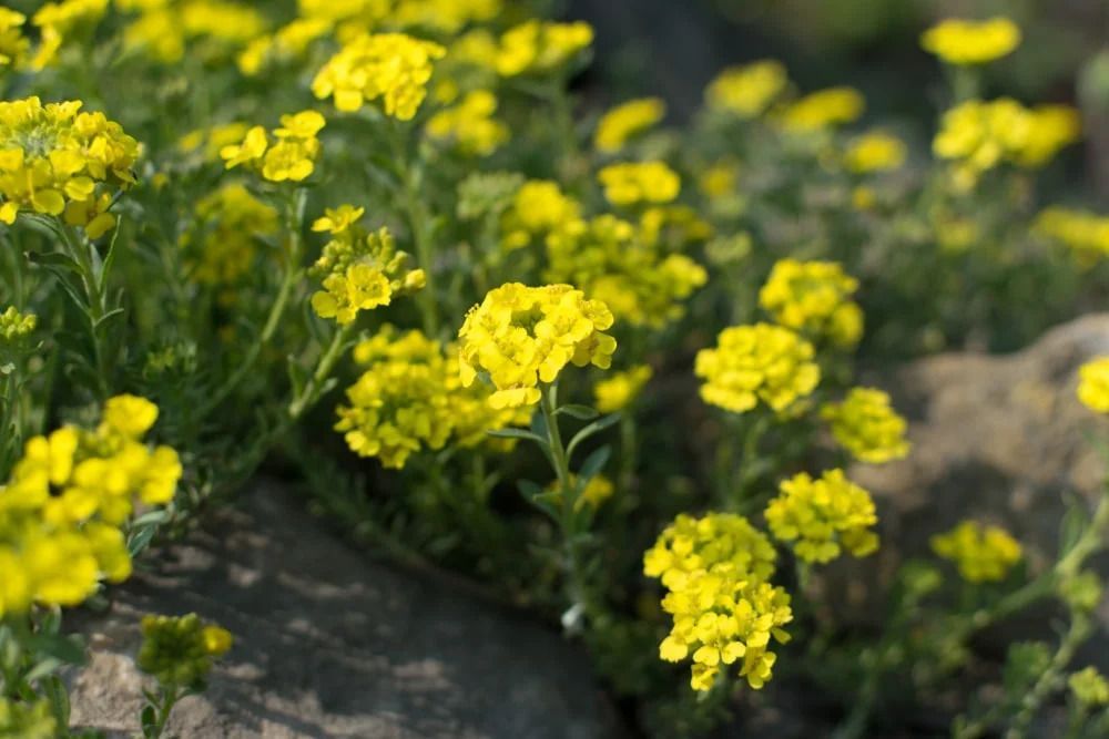 Bright yellow alyssum flowers bloom in clusters along a stone border. Bright yellow alyssum flowers bloom in clusters along a stone border.