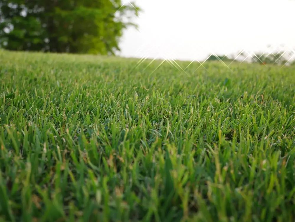 Close-up view of bright green grass with sunlight, a blurry tree in the background. Close-up view of bright green grass with sunlight, a blurry tree in the background.