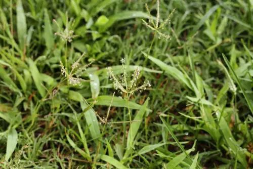 Green grass with small seed heads, slightly blurred. Green grass with small seed heads, slightly blurred.