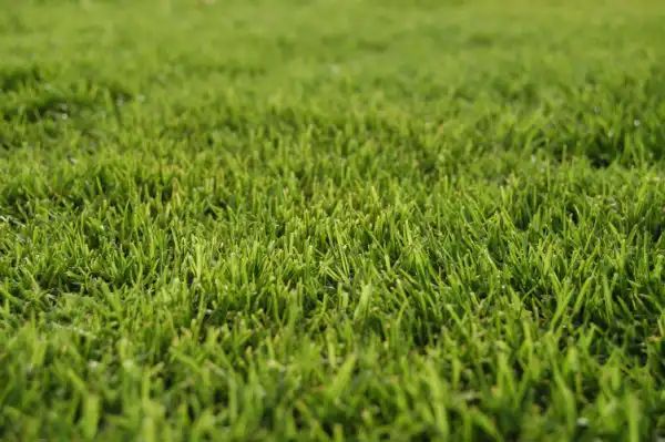 Green, close-up view of vibrant grass blades in a field. Green, close-up view of vibrant grass blades in a field.