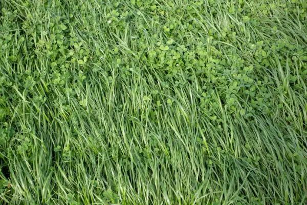 Green field of grass and clover. Green field of grass and clover.