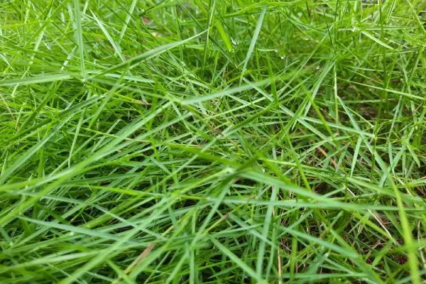 Close-up of bright green grass blades, possibly with morning dew. Close-up of bright green grass blades, possibly with morning dew.