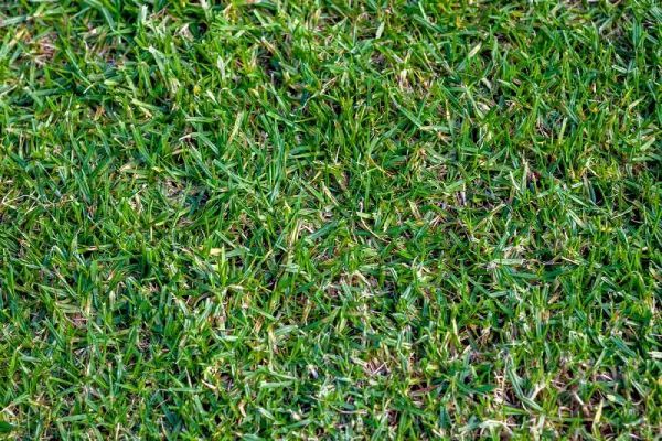 Close-up of vibrant green grass, slightly uneven, with hints of brown. Close-up of vibrant green grass, slightly uneven, with hints of brown.