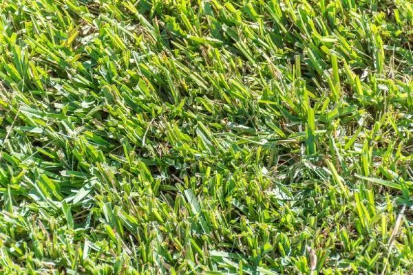 Close-up of bright green grass blades. Close-up of bright green grass blades.