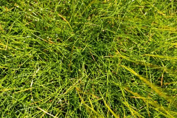Close-up view of bright green grass, with thin blades and some brown stems. Close-up view of bright green grass, with thin blades and some brown stems.