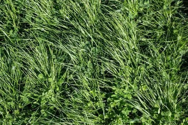 Green field of grass and clover. Green field of grass and clover.