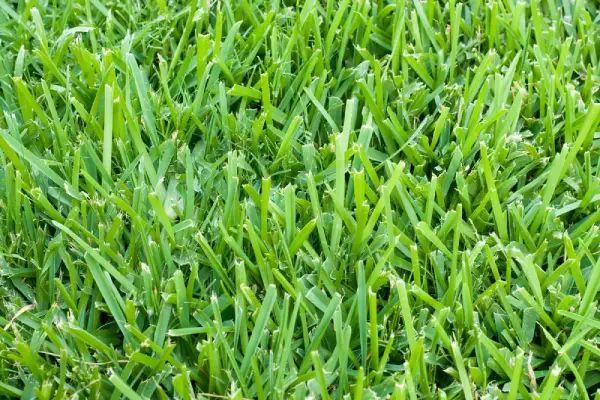 Close-up of bright green, freshly cut lawn. Close-up of bright green, freshly cut lawn.