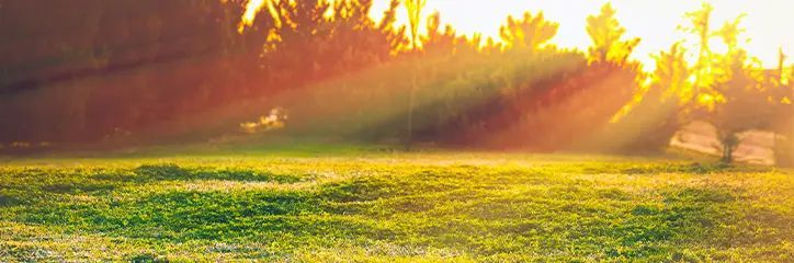 Sunlight streams through trees onto a grassy field.
