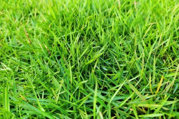 Green blades of grass, up close, filling the frame. Green blades of grass, up close, filling the frame.