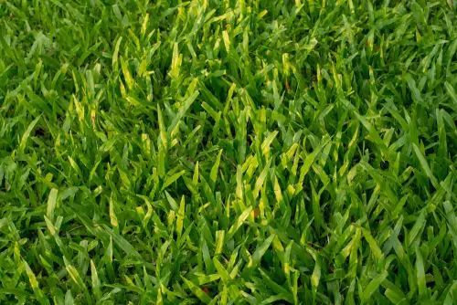 Close-up of vibrant green grass, blades slightly overlapping. Sunny outdoor lighting. Close-up of vibrant green grass, blades slightly overlapping. Sunny outdoor lighting.