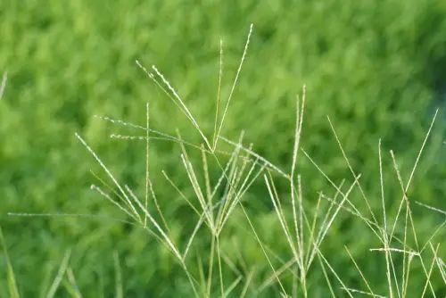 Green grass with delicate seed heads against a blurred green background. Green grass with delicate seed heads against a blurred green background.