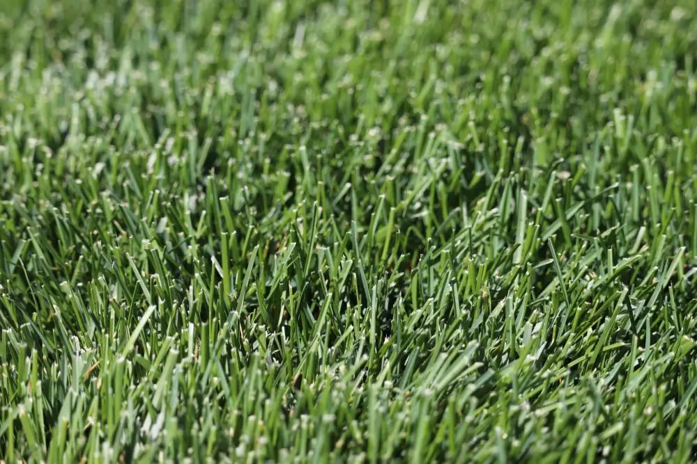 Green blades of grass, up close, creating a textured surface, in bright sunlight. Green blades of grass, up close, creating a textured surface, in bright sunlight.