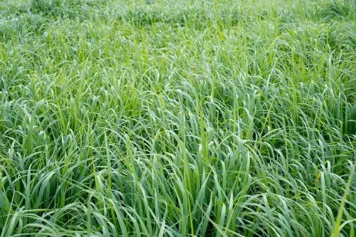 Green grass field. Lush, vibrant greenery. Green grass field. Lush, vibrant greenery.