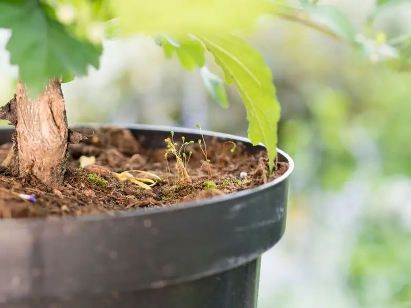 Close-up of a black pot filled with soil and small, green plants with blurred green foliage in the background. Close-up of a black pot filled with soil and small, green plants with blurred green foliage in the background.