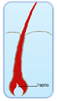 A diagram of a hair follicle showing the papilla