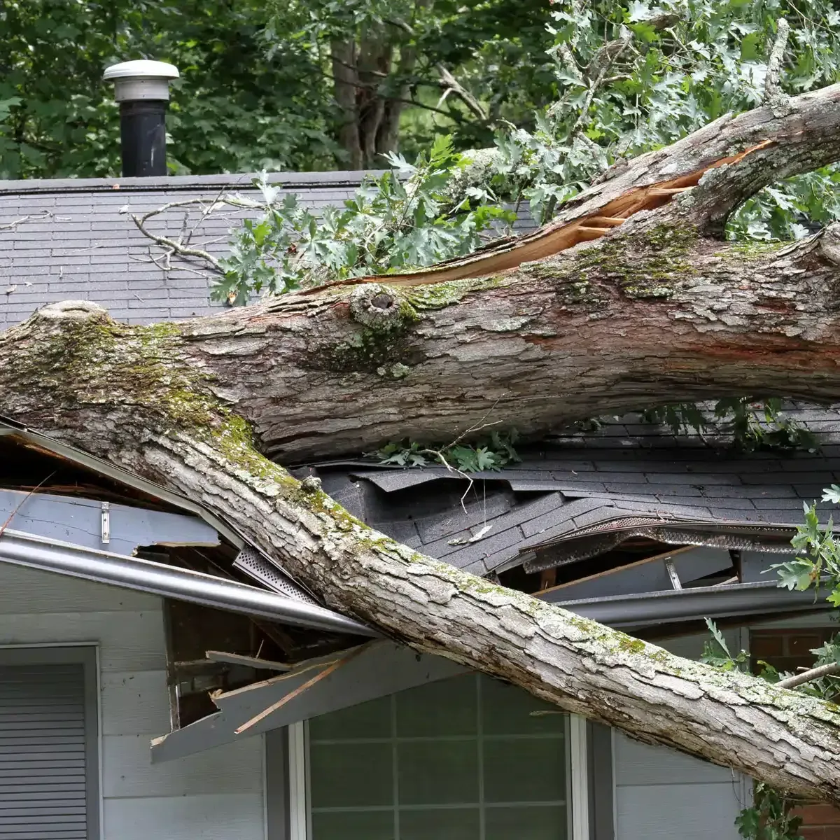 Emergency tree removal and storm damage cleanup service after a tree fell on a roof in Baraboo, WI.