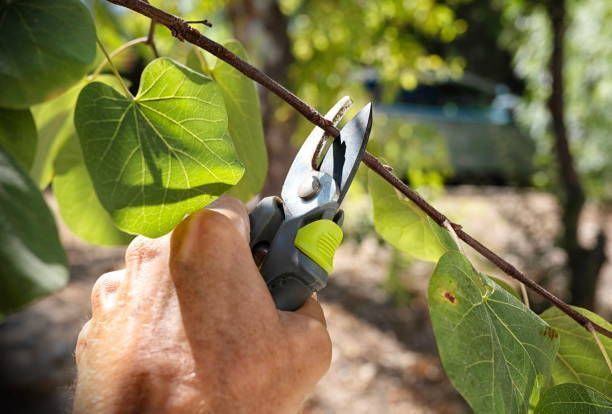Hand pruning of small tree branches with shears for tree maintenance in Baraboo, WI.