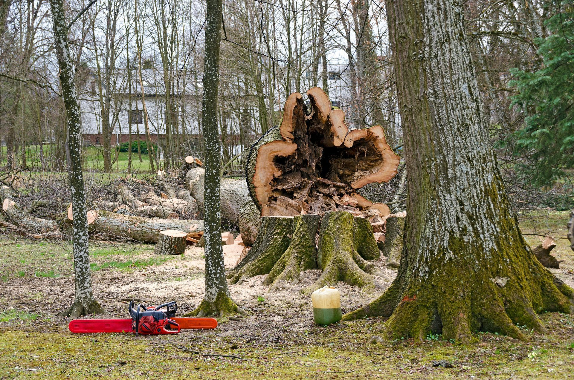Large tree removal service with a hollowed-out stump and chainsaw in Baraboo, WI.
