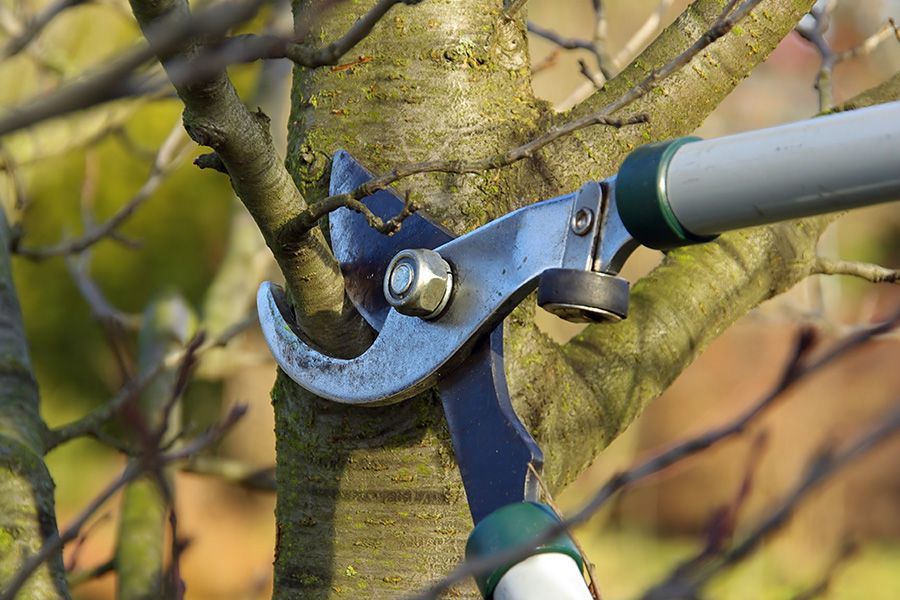 Close-up of pruning shears cutting a small tree branch in Baraboo, Wisconsin.