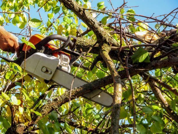 Chainsaw used for tree limb cutting and maintenance service in Baraboo, Wisconsin.