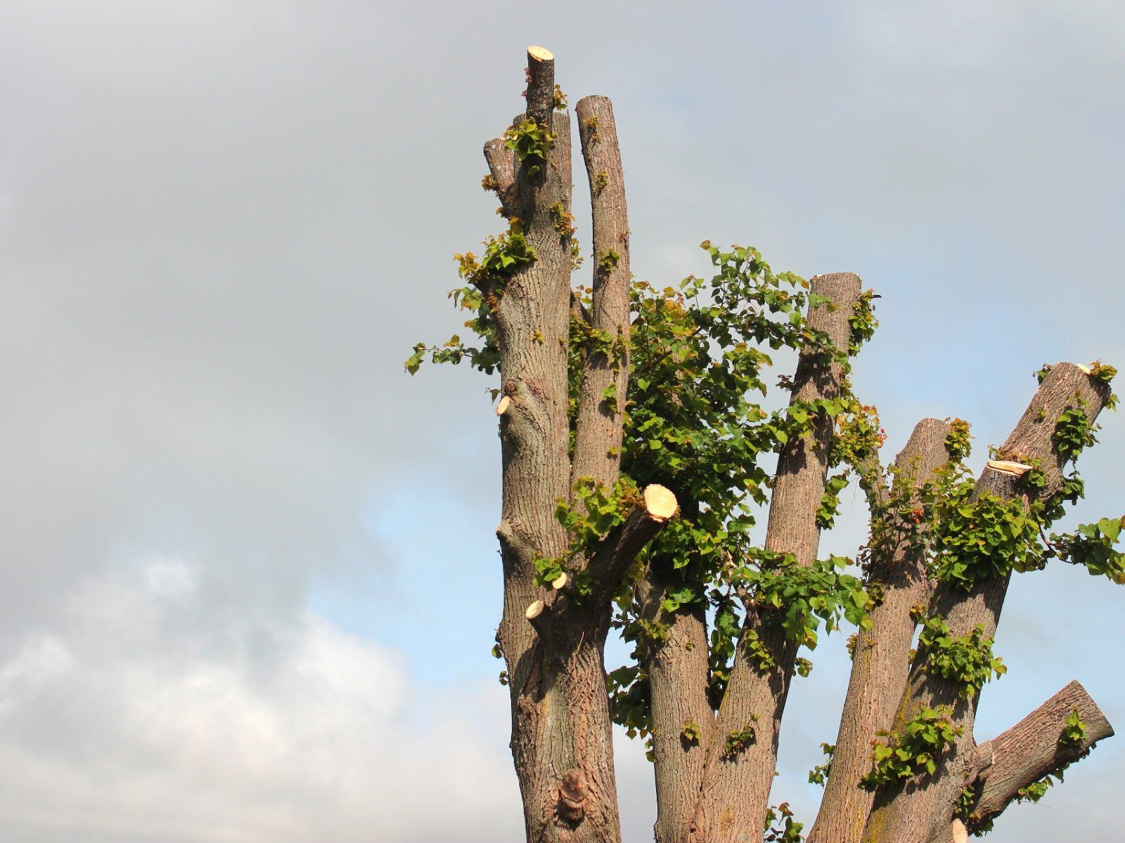Severely pruned tree, showing the results of tree topping service in Baraboo, WI.