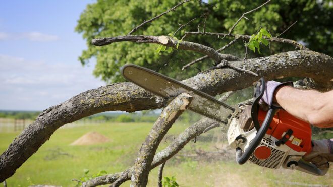 Professional tree trimming in Baraboo, WI using a chainsaw on a large branch.