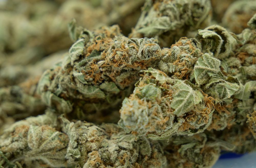 Close-up of dried cannabis buds with green and orange tones.