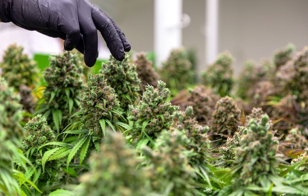 Gloved hand inspecting cannabis plants in a greenhouse