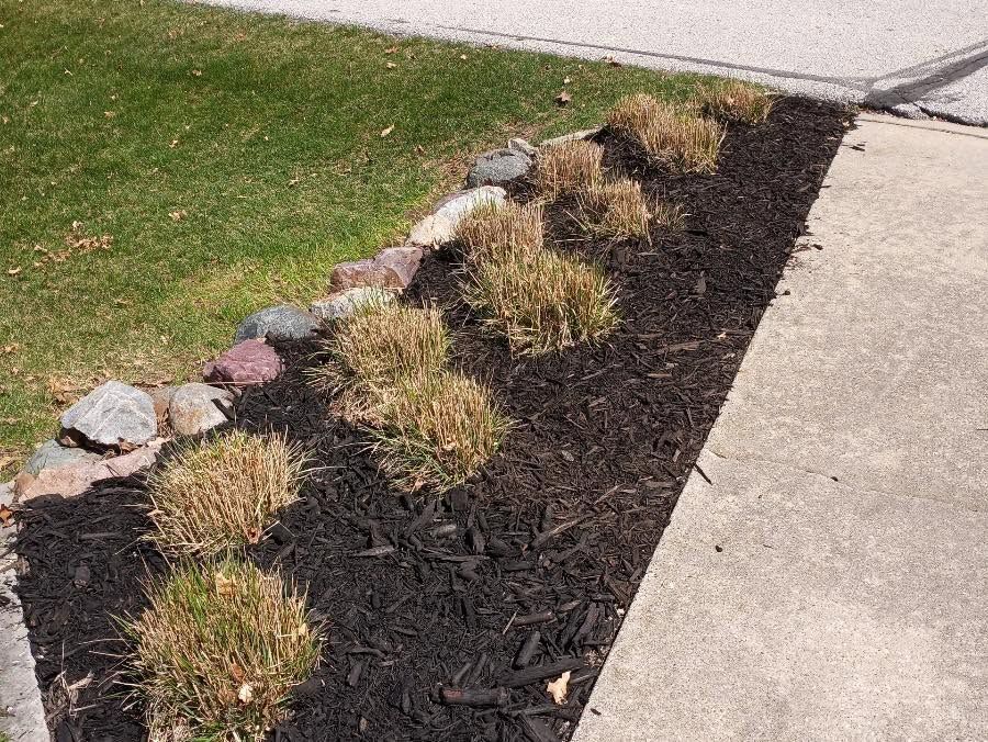 Gloved hands planting a small green shrub in dark soil outdoors