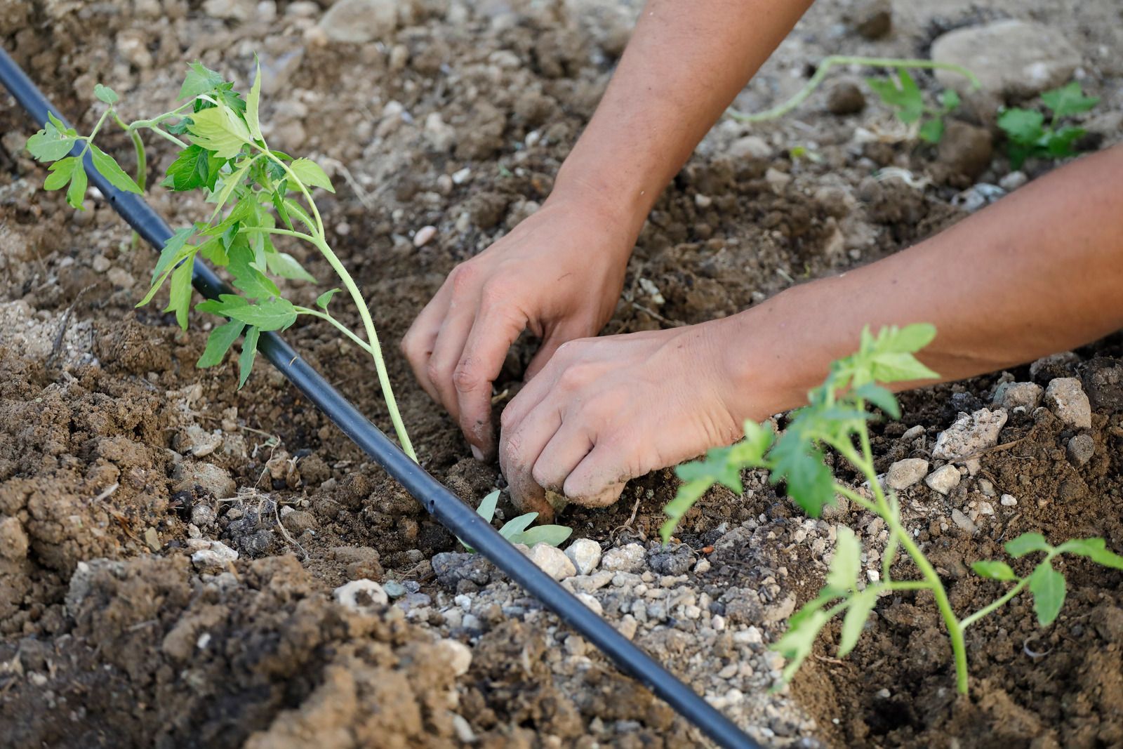 Hands planting a young seedling beside a drip irrigation tube in dry soil.