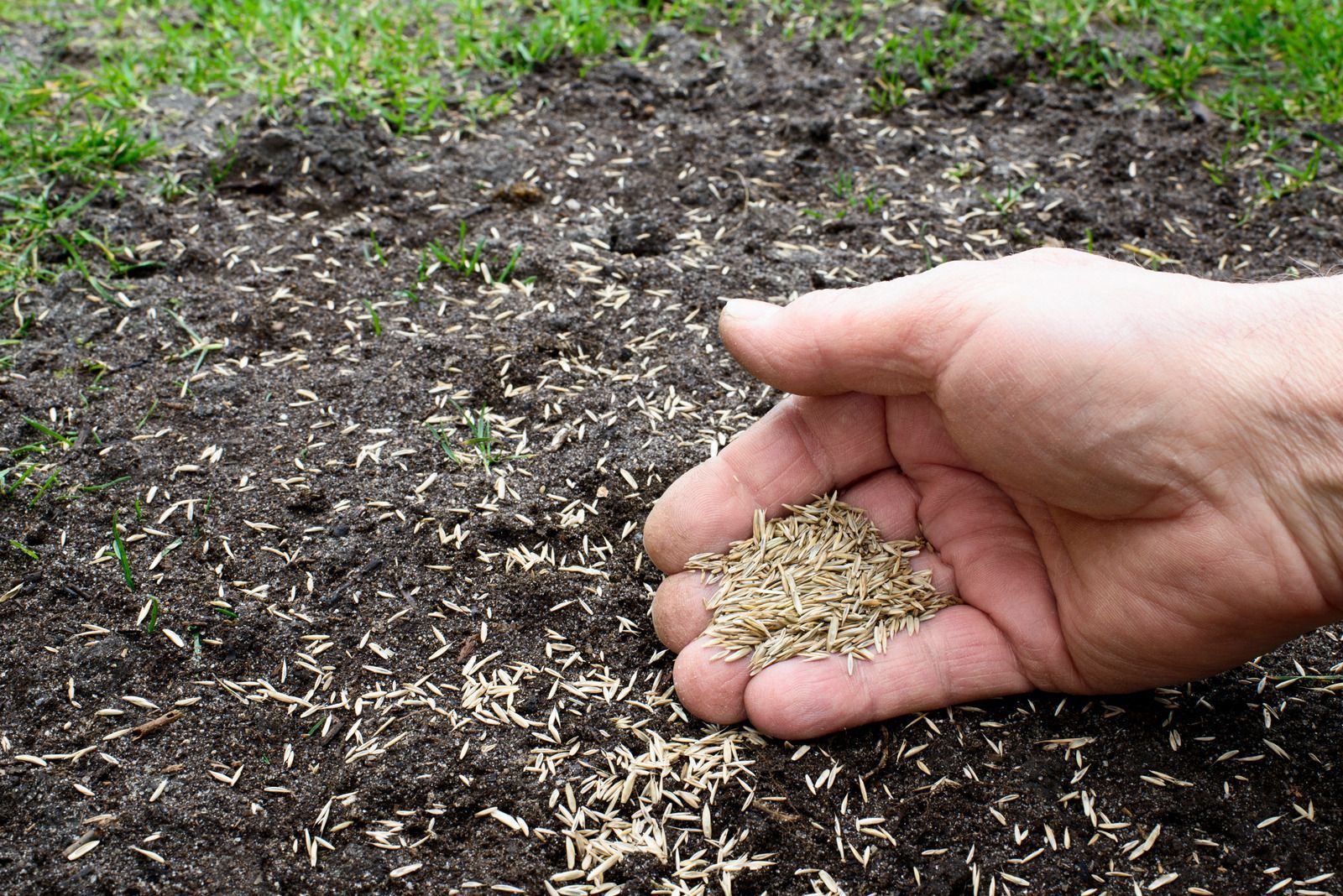 Hand sprinkling seeds over a garden bed with dark soil and green grass nearby