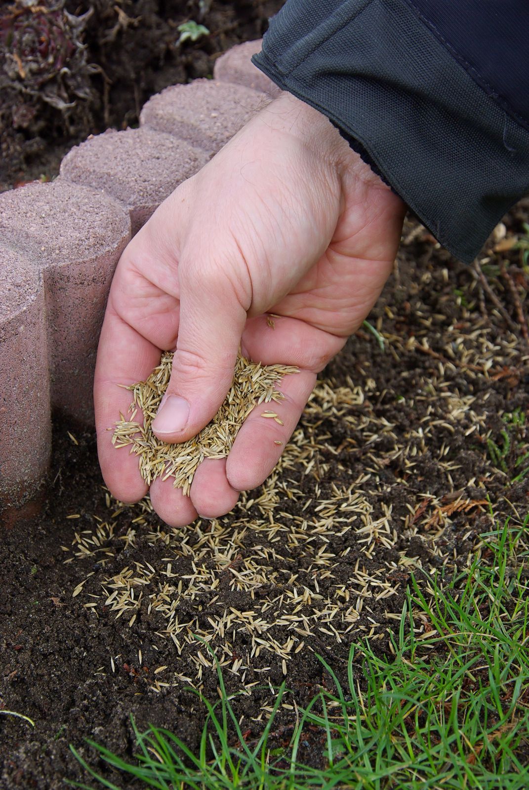 Hand scattering grass seed onto bare soil beside paving stones and green grass