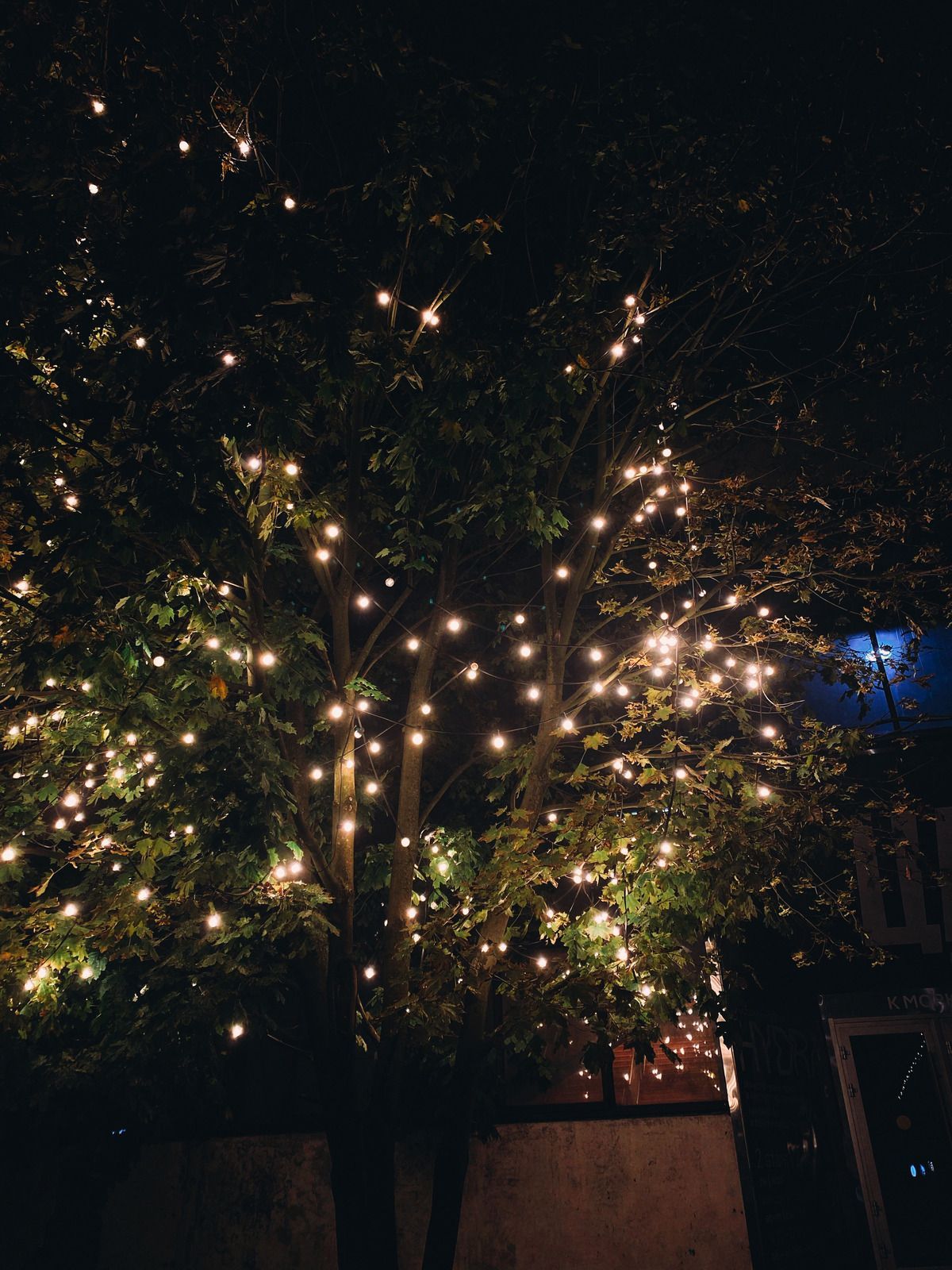 Tree covered in warm white string lights at night in an outdoor courtyard