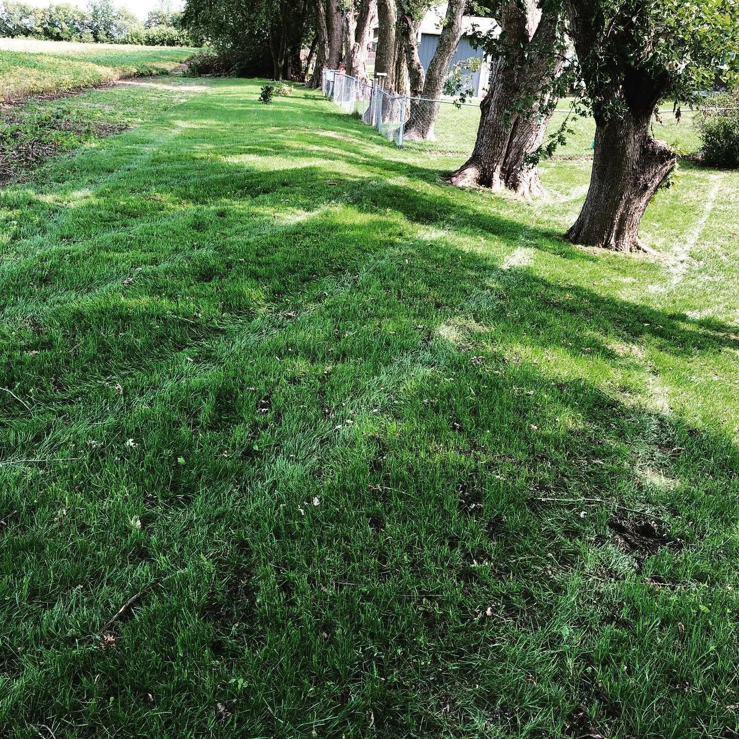 Grassy park with sunlit trees and a grassy slope beside a path