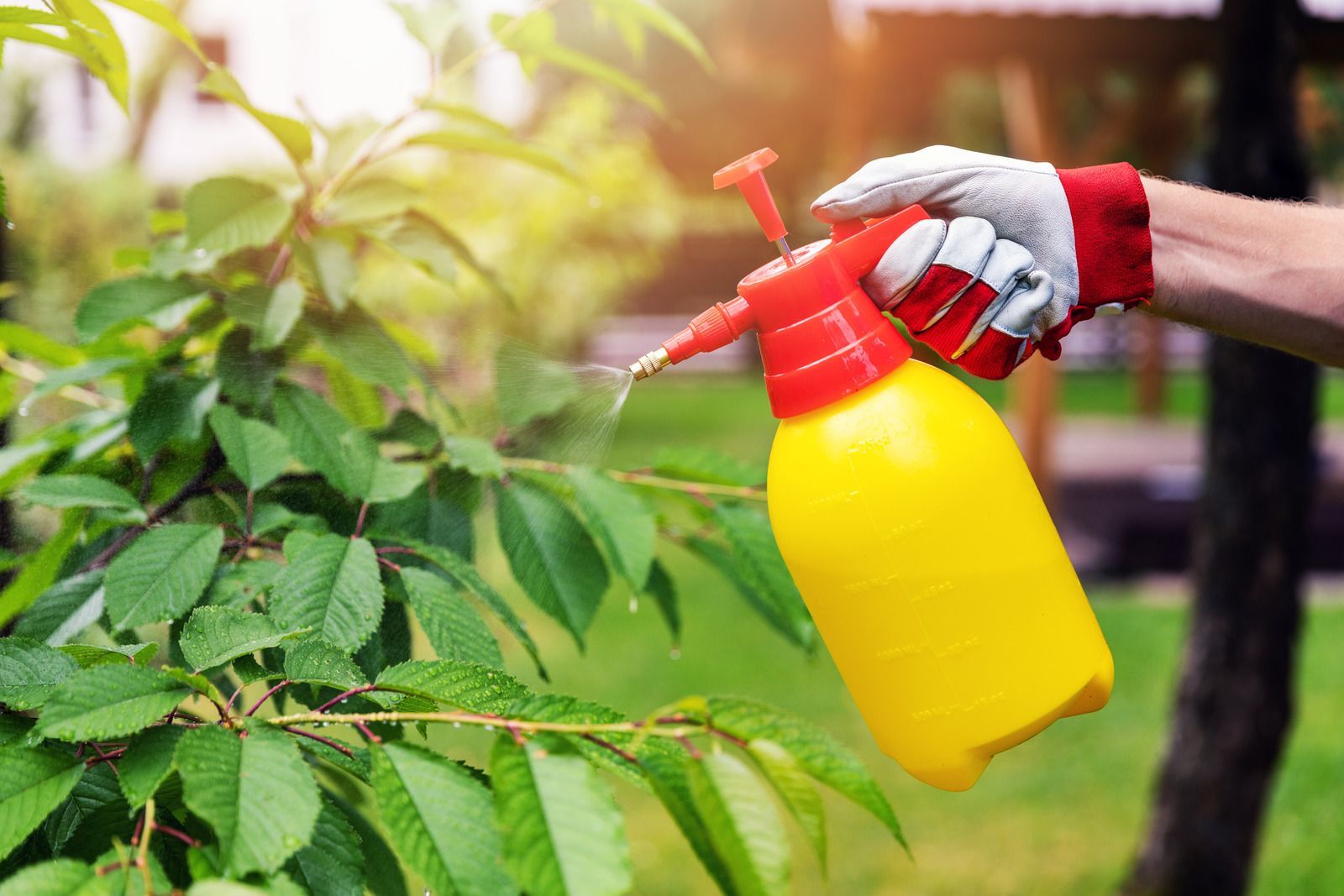 Gloved hand spraying plants with a yellow pesticide bottle in a garden