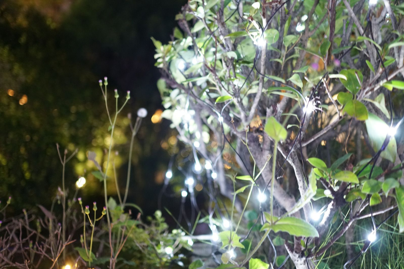 Dark green plants at night, lit by small bright lights and reflections