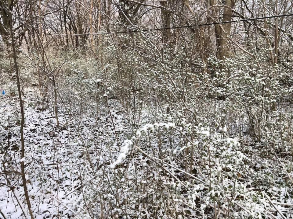 Snow-dusted woodland with bare trees and tangled brush in winter