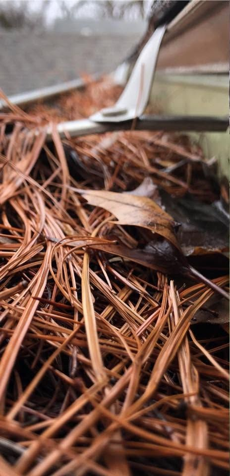 Metal gutter spout pouring water onto brown pine needles and leaves on the ground
